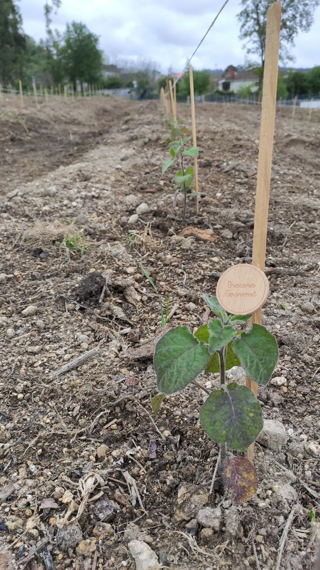 Uma das primeiras plantas, com o disco Bracara Gourmet.