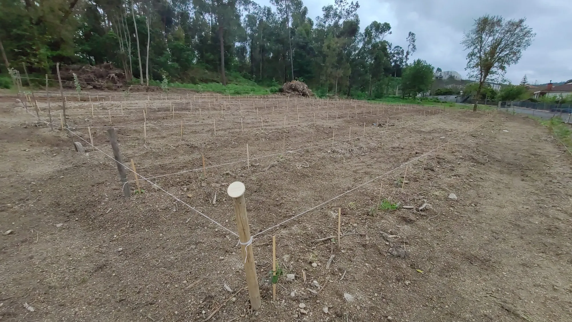 O terreno preparado e as linhas de plantação marcadas.