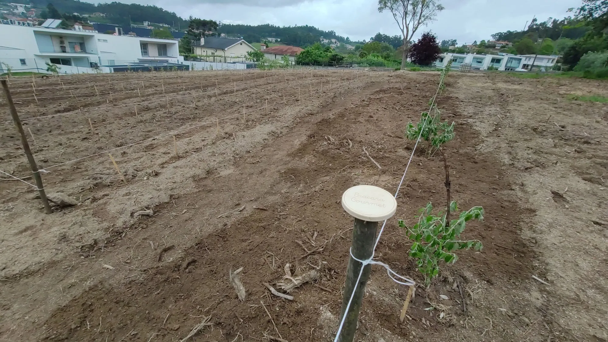 As linhas do pomar acabadas de plantar.