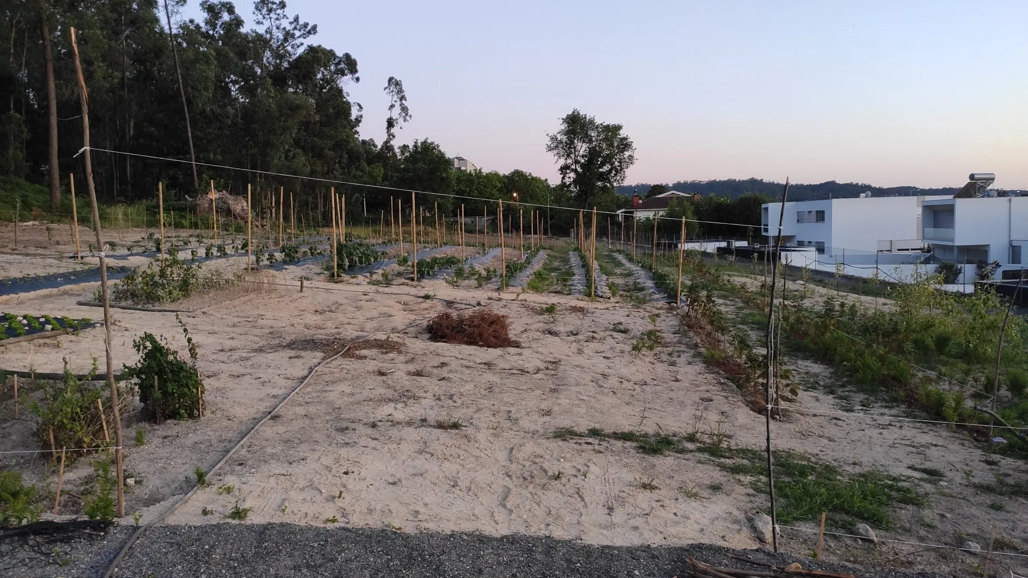 Junho: as plantas a ganhar folha.