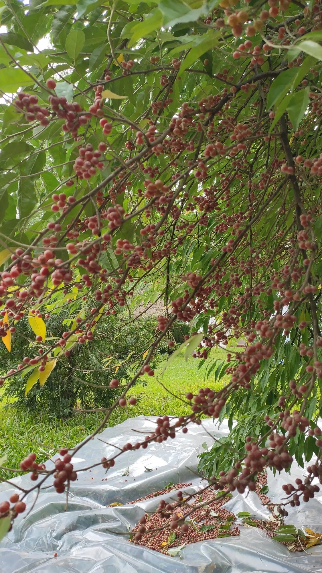 Colheita: o fruto cai sobre a lona estendida debaixo do arbusto.