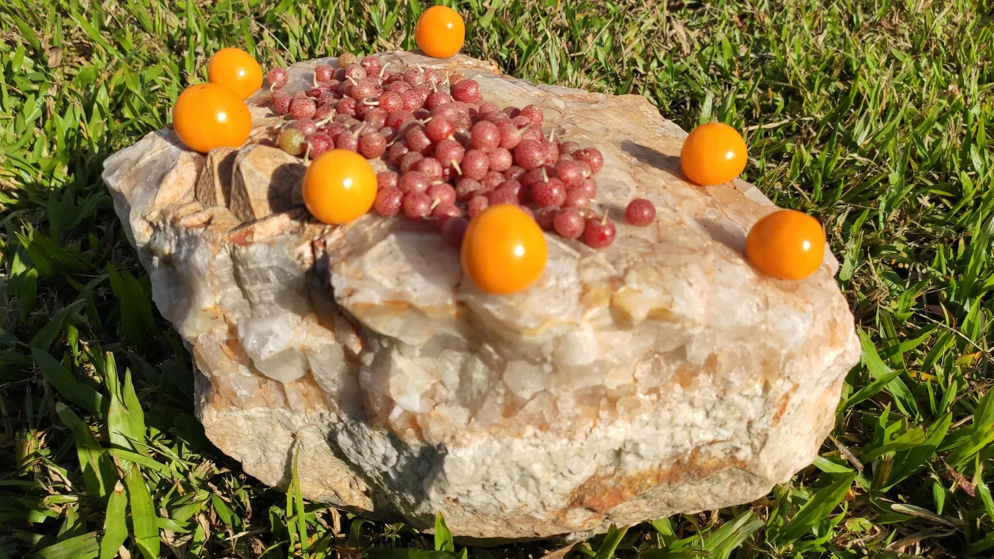 A colheita apresentada sobre uma pedra do terreno.