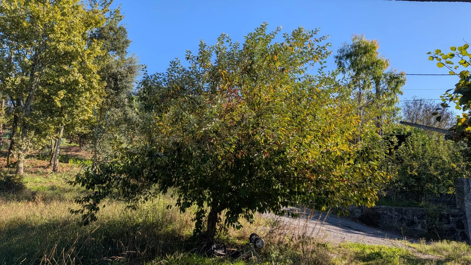 Um arbusto adulto no pomar, carregado de fruto.