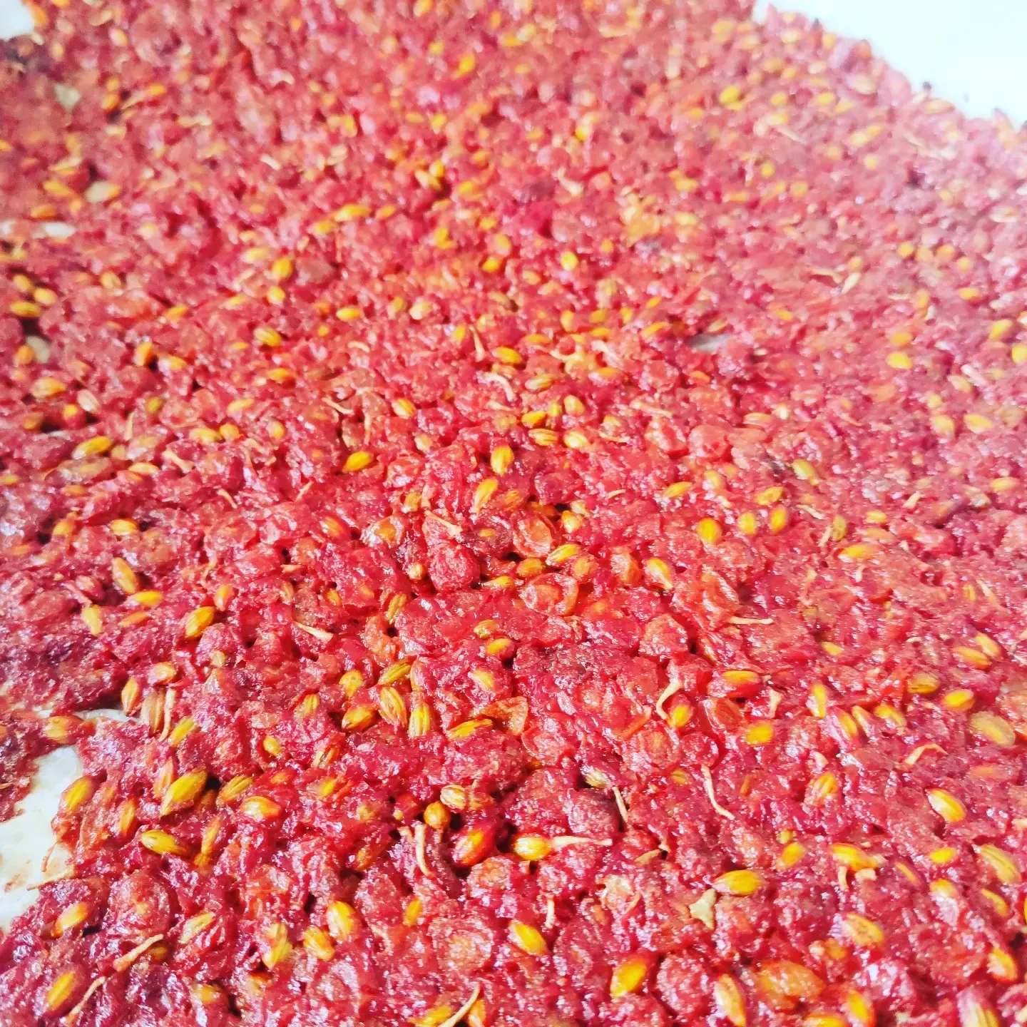 Bagas de silverberry a secar