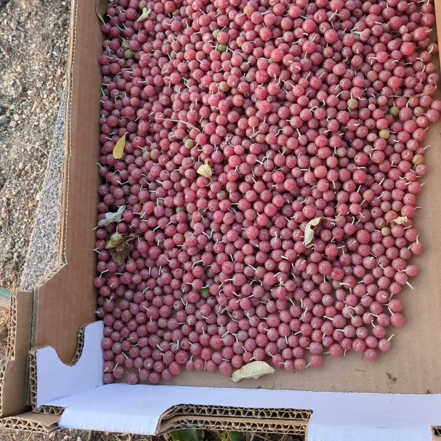 Caixa cheia de bagas de silverberry acabadas de colher