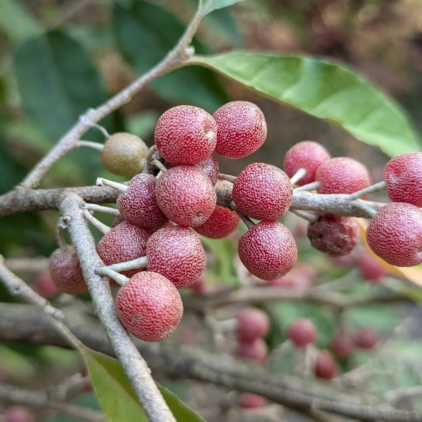 Ramo de silverberry com bagas maduras e folha de página inferior prateada