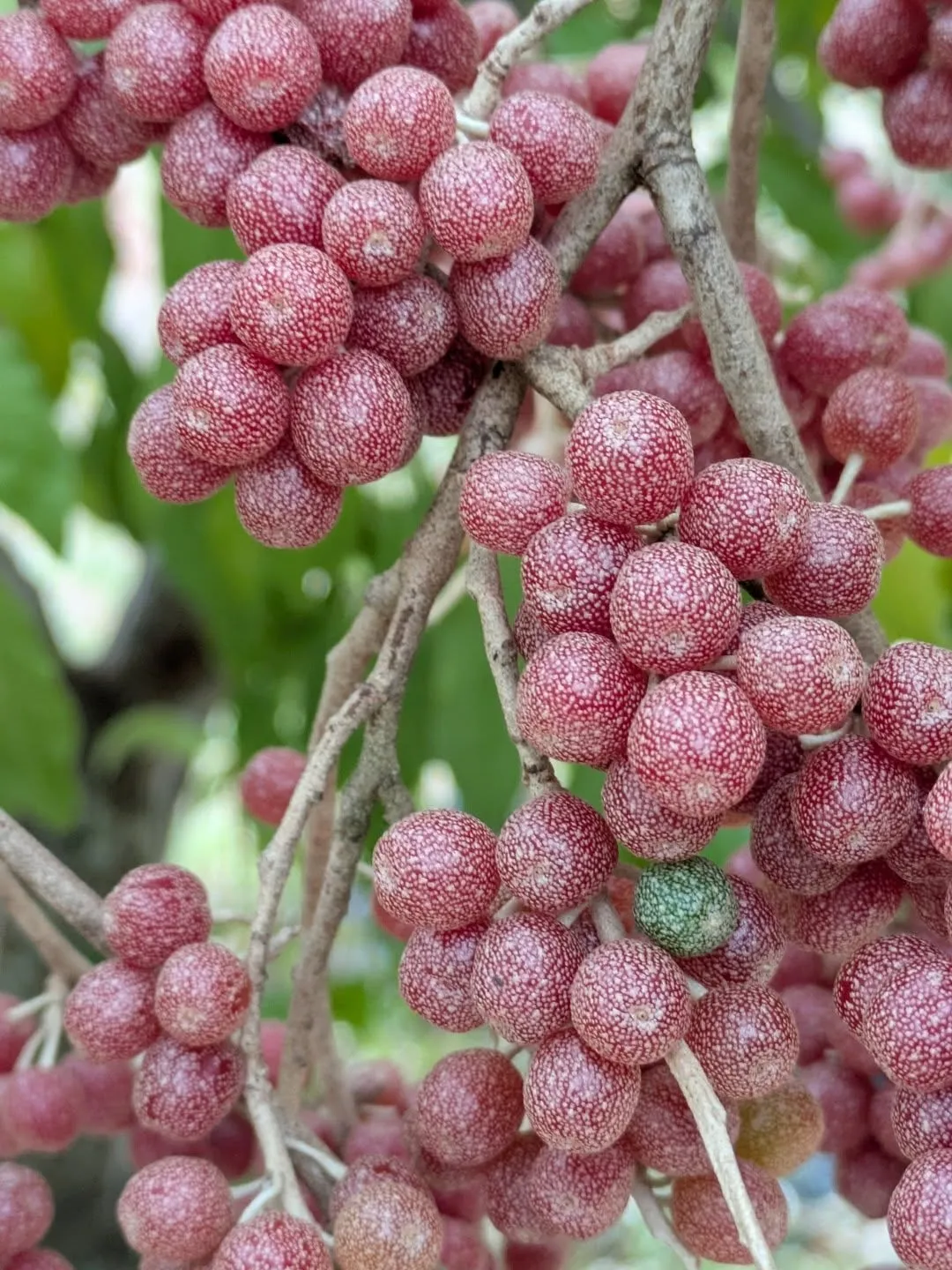 Ramo de silverberry carregado de bagas maduras, colheita de 2025