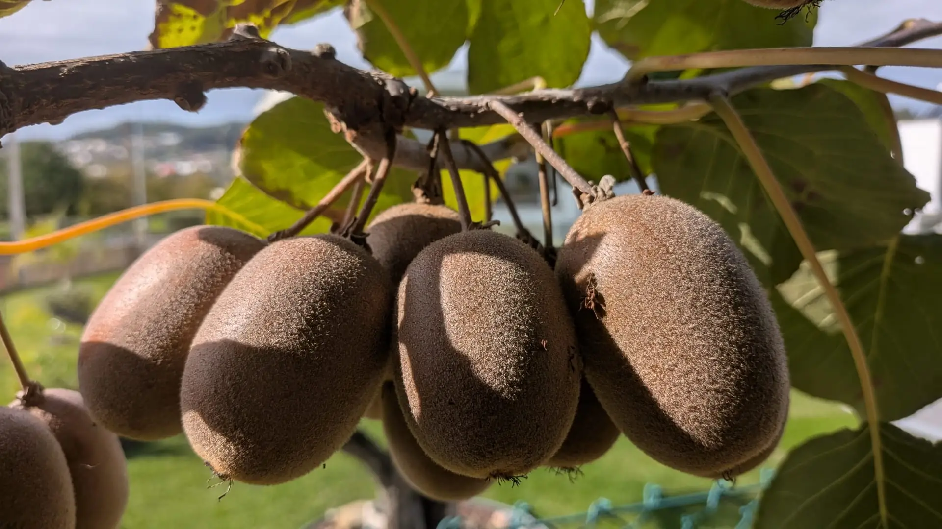 Cacho de kiwi gold na planta, no pomar em Braga