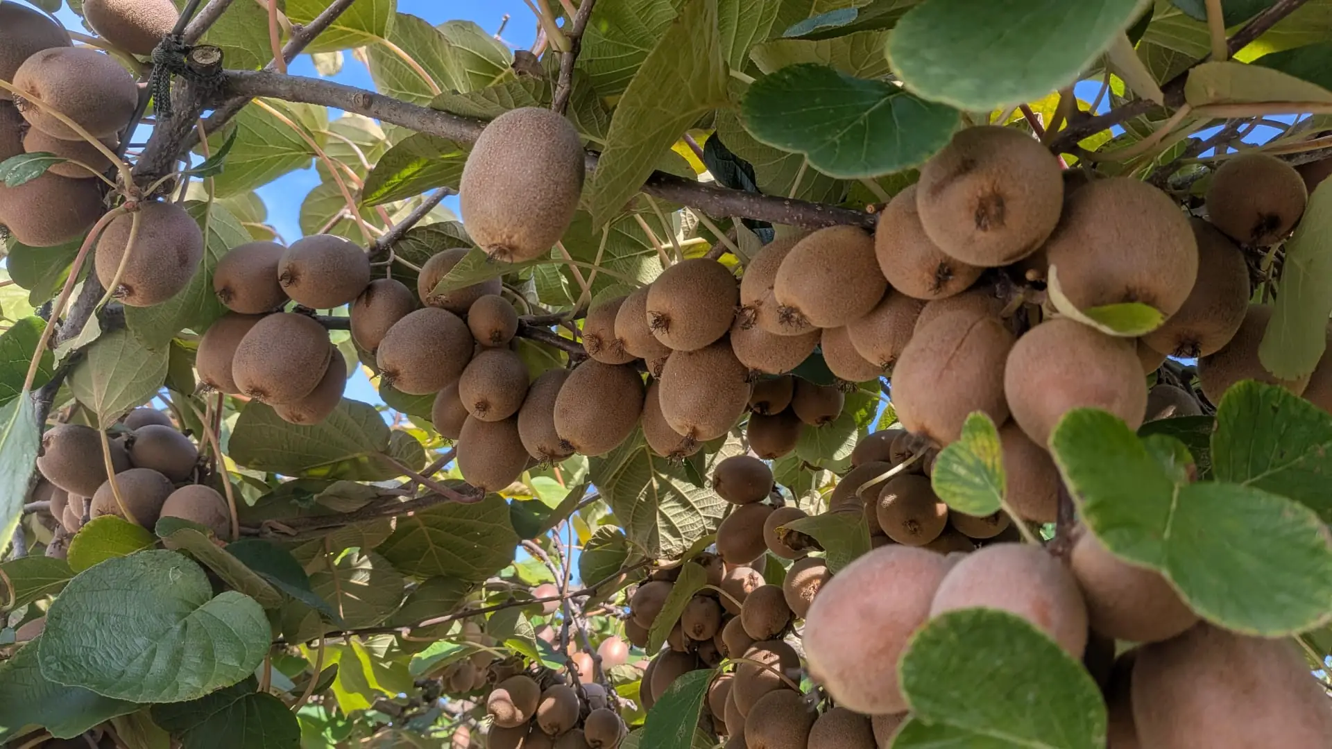 Ramada de kiwi gold carregada de fruta, no pomar em Braga
