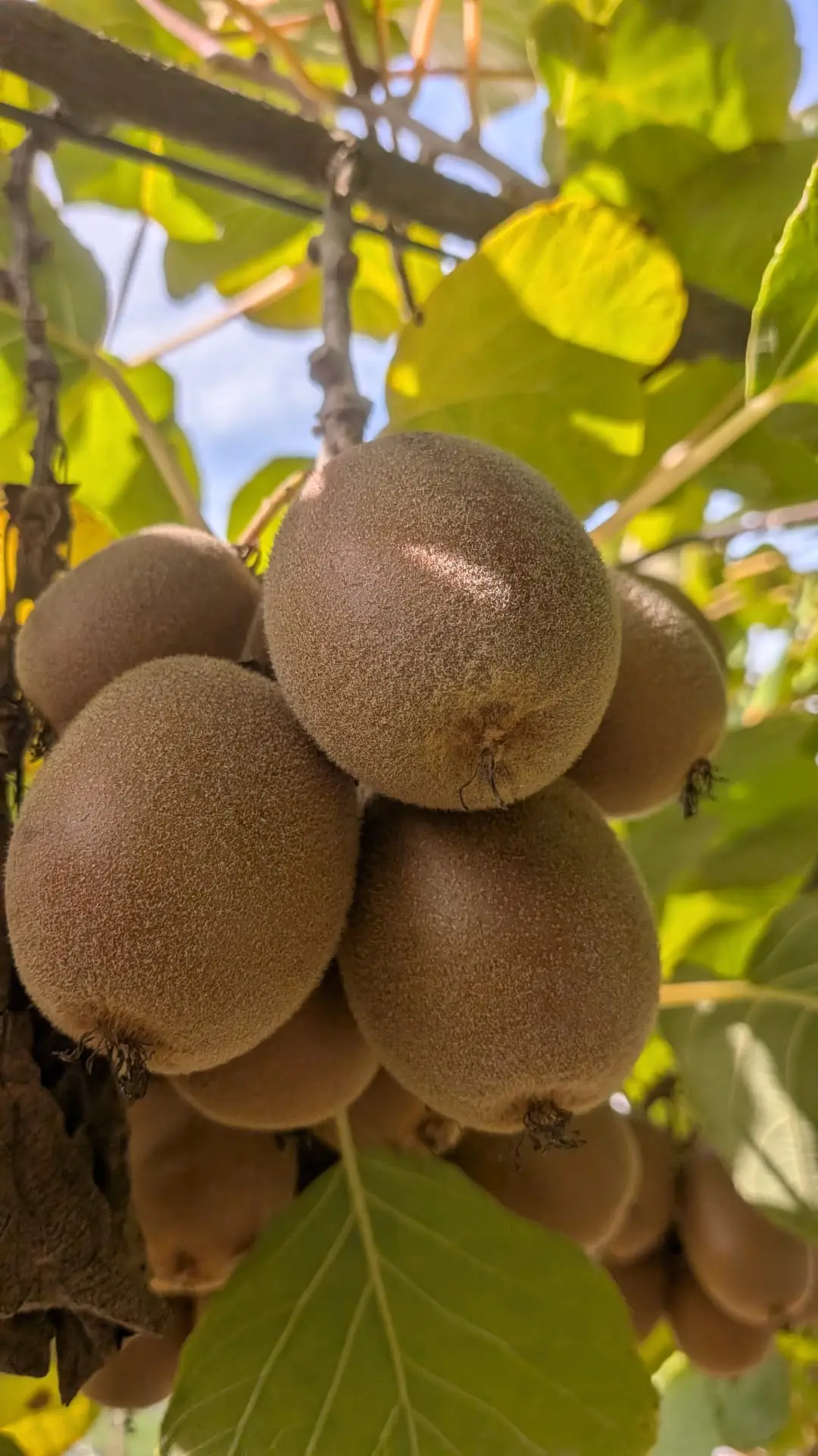 Cacho de kiwi verde na planta