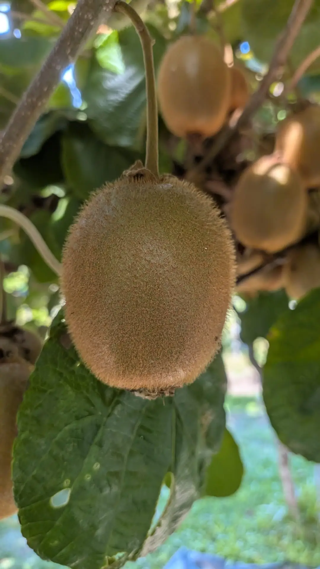 Kiwi verde pendurado na planta, entre as folhas