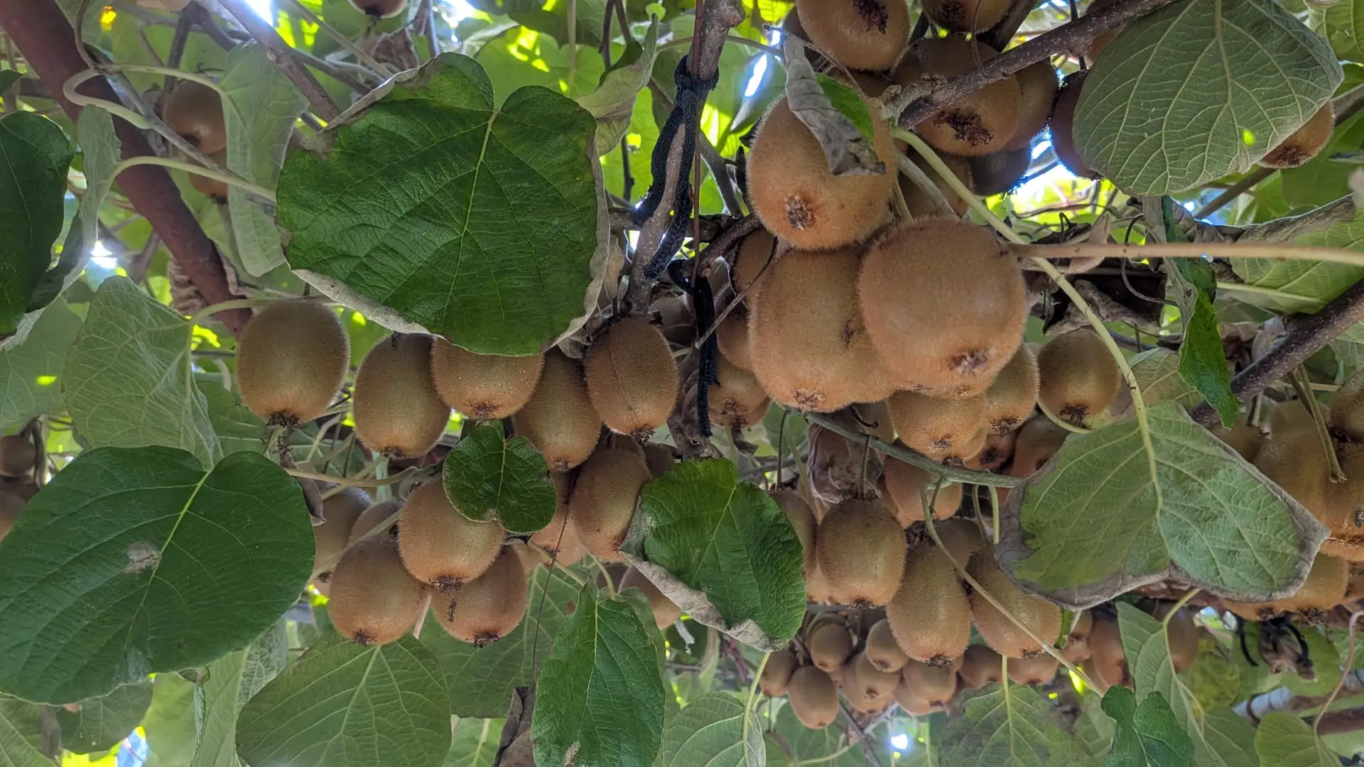Ramada de kiwi verde carregada de fruta